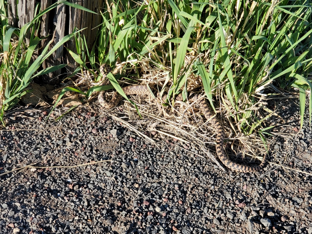 DT-084-2022-05-21 Possible rattler McCoy Ck